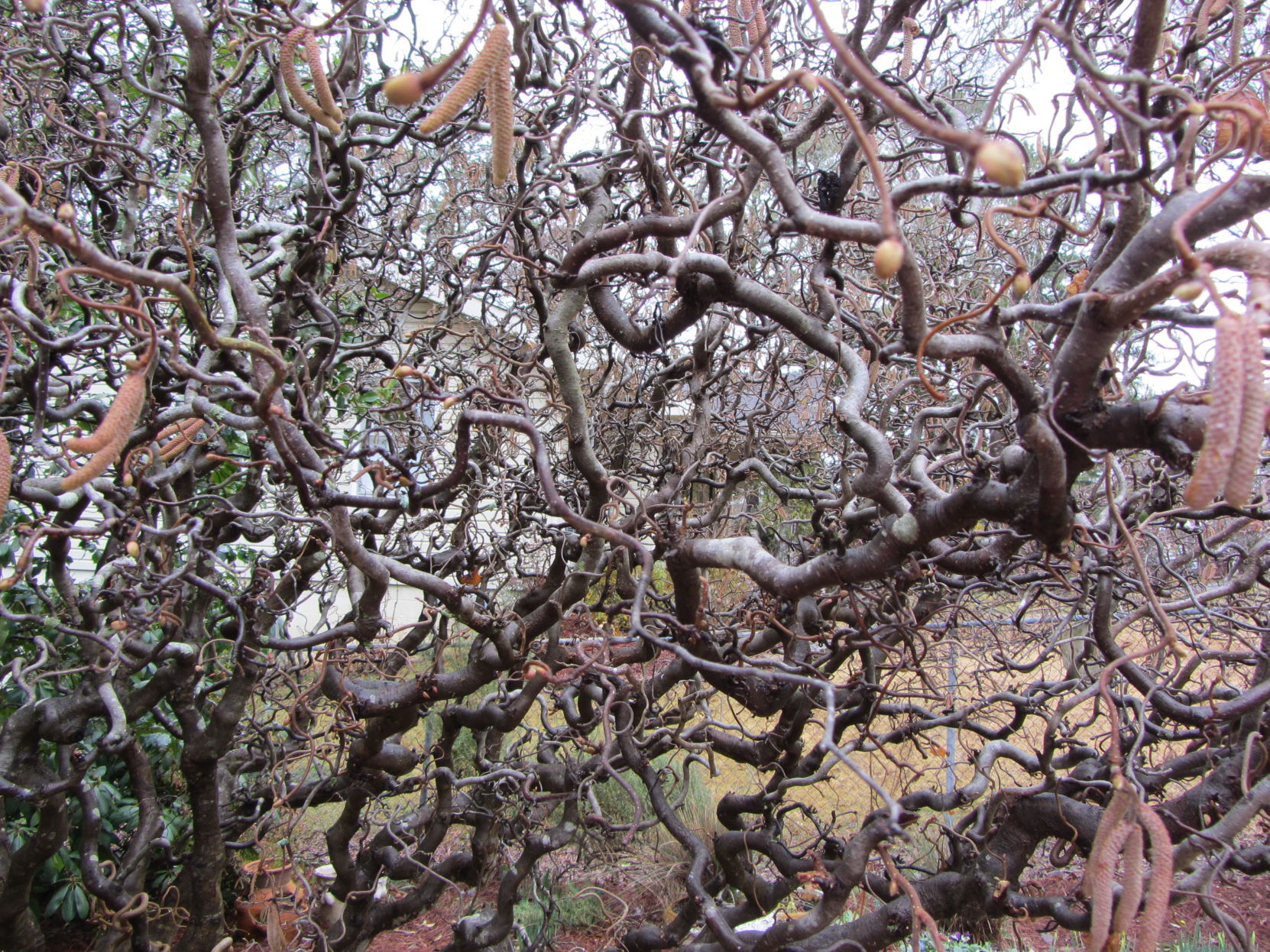 FEB HarryLauder's walking stick.JPG